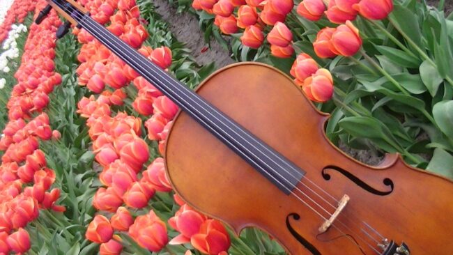 Spring Cello Recital! Info