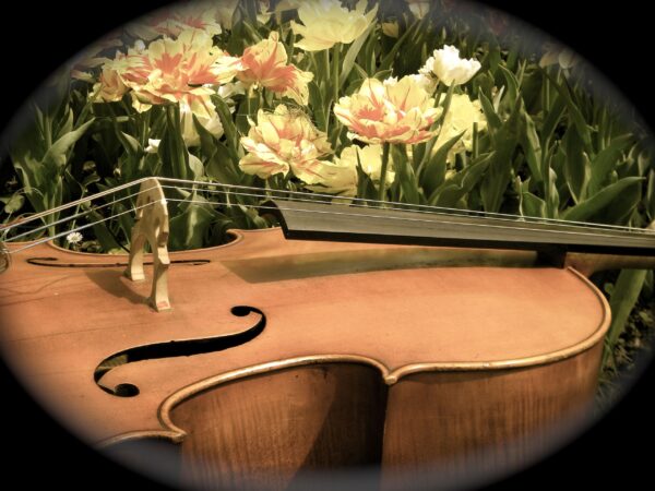 Cellopalooza 2023 videos with Cello Philharmonic!
